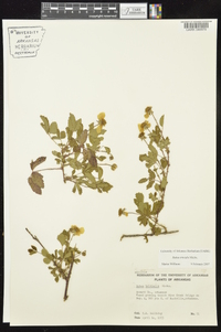 Rubus trivialis image