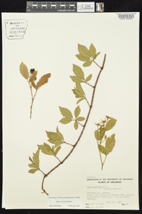 Rubus trivialis image