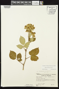 Rubus armeniacus image