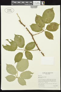 Rubus armeniacus image