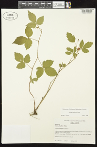 Rubus enslenii image