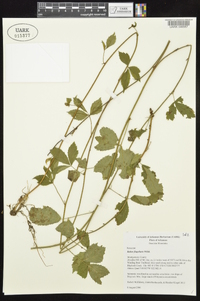 Rubus flagellaris image