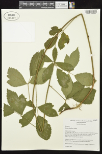 Rubus flagellaris image