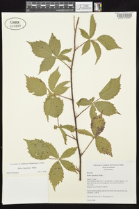 Rubus flagellaris image