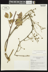 Rubus flagellaris image