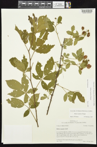 Rubus laudatus image