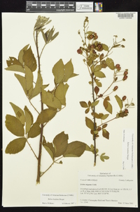 Rubus laudatus image