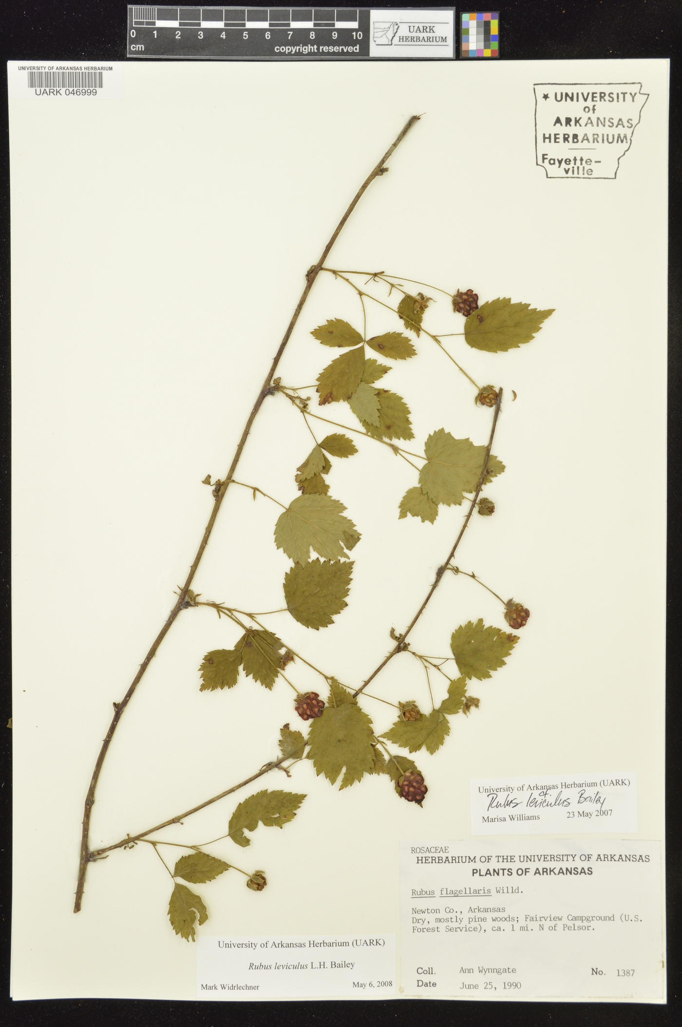 Rubus leviculus image
