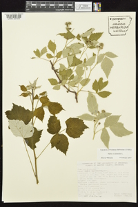 Rubus occidentalis image