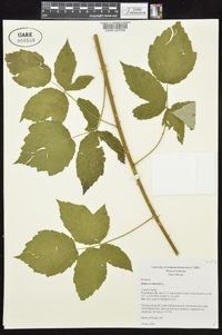 Rubus occidentalis image