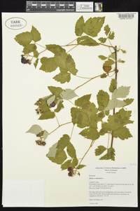 Rubus occidentalis image