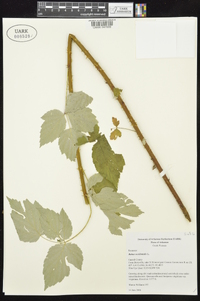 Rubus occidentalis image