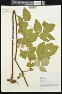 Rubus occidentalis image