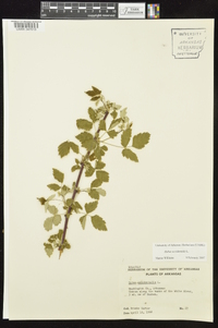 Rubus occidentalis image