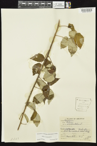 Rubus occidentalis image