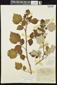 Rubus phoenicolasius image