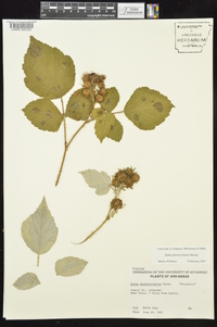 Rubus phoenicolasius image