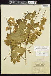 Rubus roribaccus image