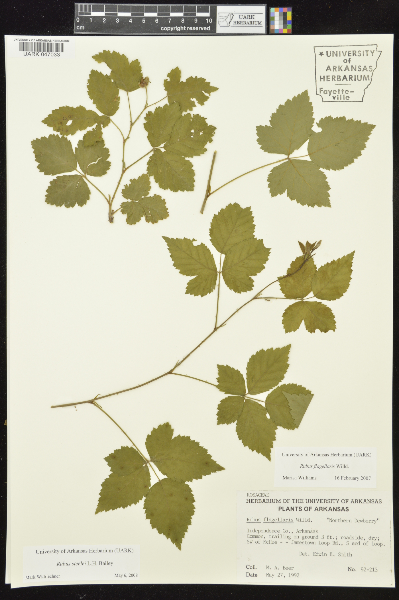 Rubus steelei image