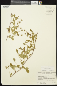 Rubus trivialis image