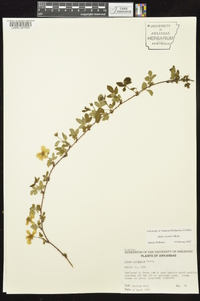 Rubus trivialis image