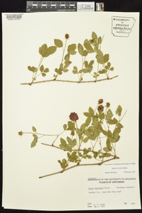 Rubus trivialis image