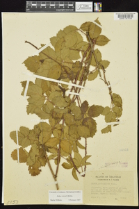 Rubus trivialis image