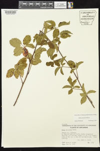 Rubus trivialis image