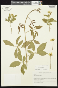 Rubus trivialis image