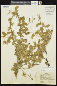 Rubus trivialis image