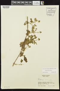 Rubus trivialis image