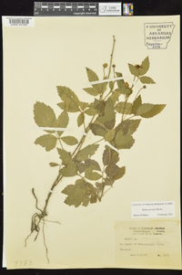 Rubus trivialis image