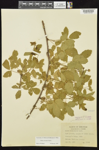 Rubus trivialis image