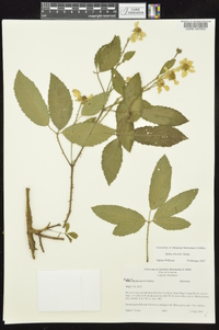 Rubus trivialis image