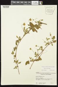 Rubus trivialis image