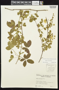 Rubus trivialis image