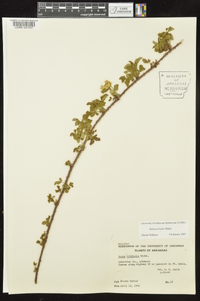 Rubus trivialis image