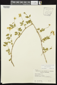 Rubus trivialis image