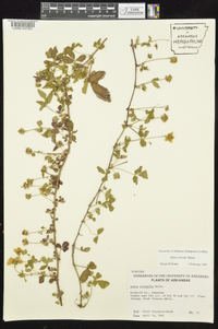 Rubus trivialis image