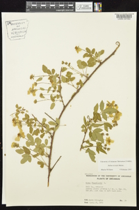 Rubus trivialis image