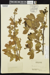 Rubus argutus image