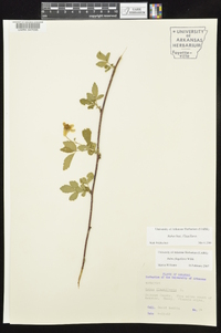 Rubus flagellaris image