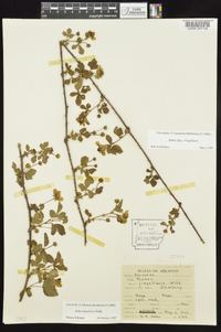 Rubus flagellaris image