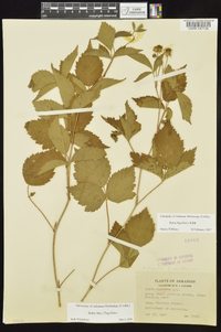 Rubus flagellaris image