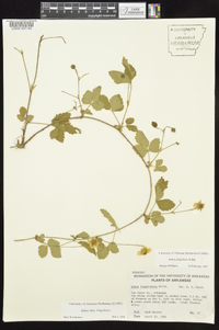 Rubus flagellaris image