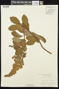 Spiraea x billardii image