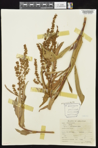 Rumex altissimus image