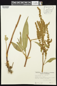 Rumex altissimus image