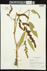 Rumex altissimus image