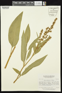 Rumex altissimus image